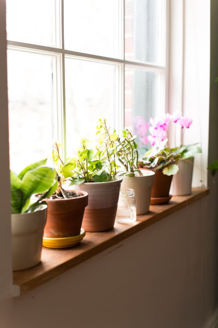 Happier Houseplants How To Keep Indoor Plants Healthy Apartment Therapy